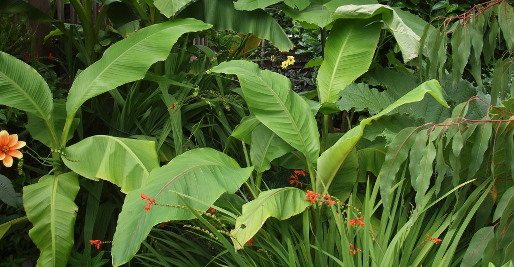 Tropical style garden plants with large banana plants.